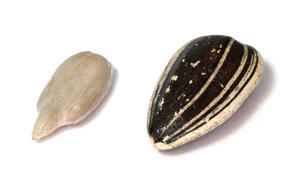 seed